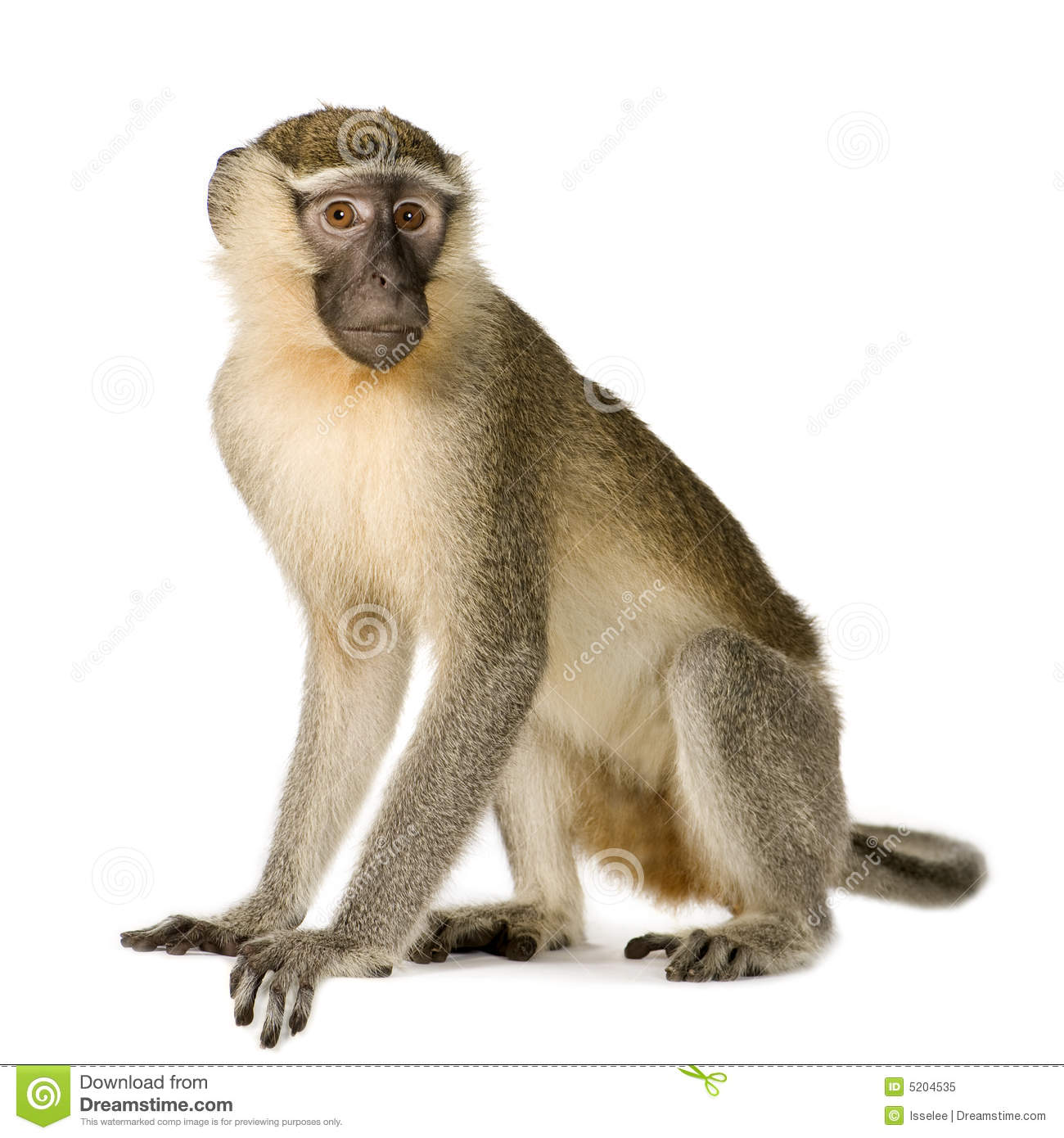 Detail Monkey Pic Download Nomer 14