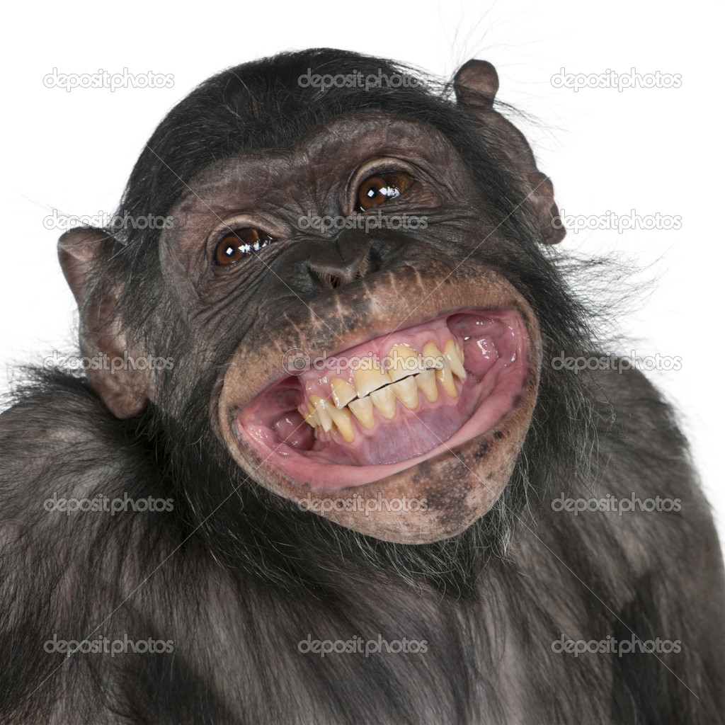 Detail Monkey Pic Download Nomer 17