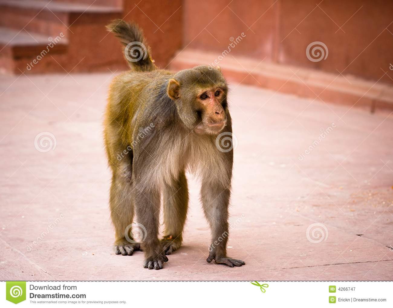 Detail Monkey Pic Download Nomer 30