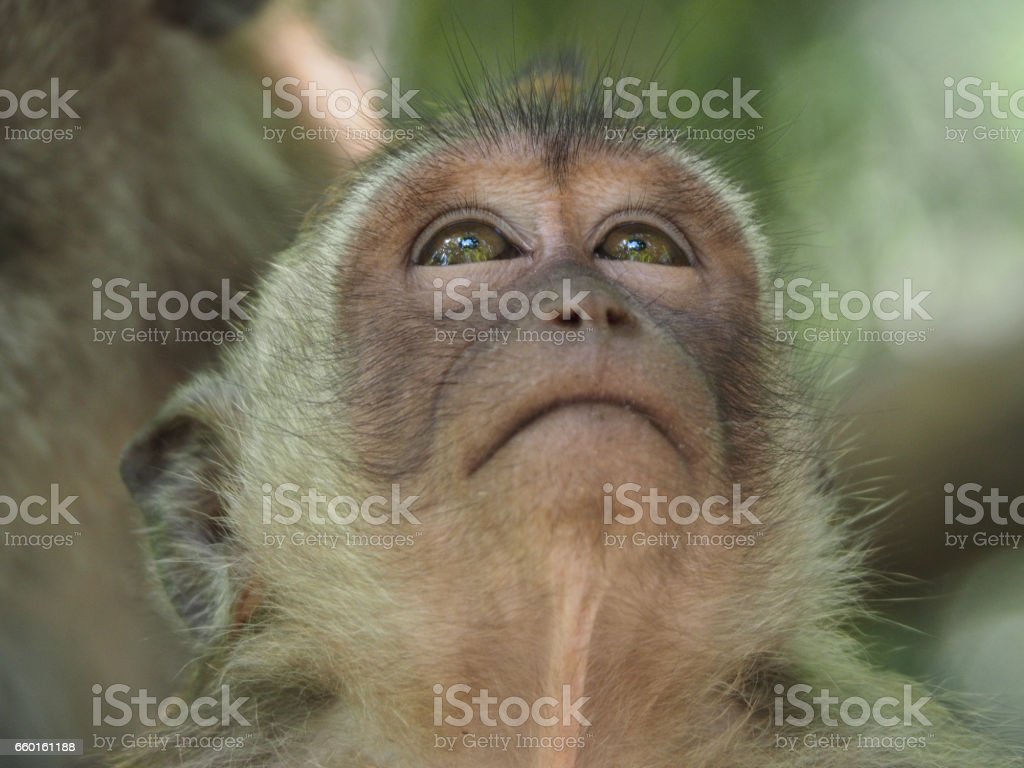 Detail Monkey Pic Download Nomer 34