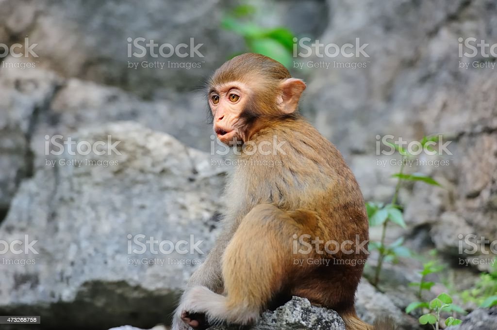 Detail Monkey Pic Download Nomer 36