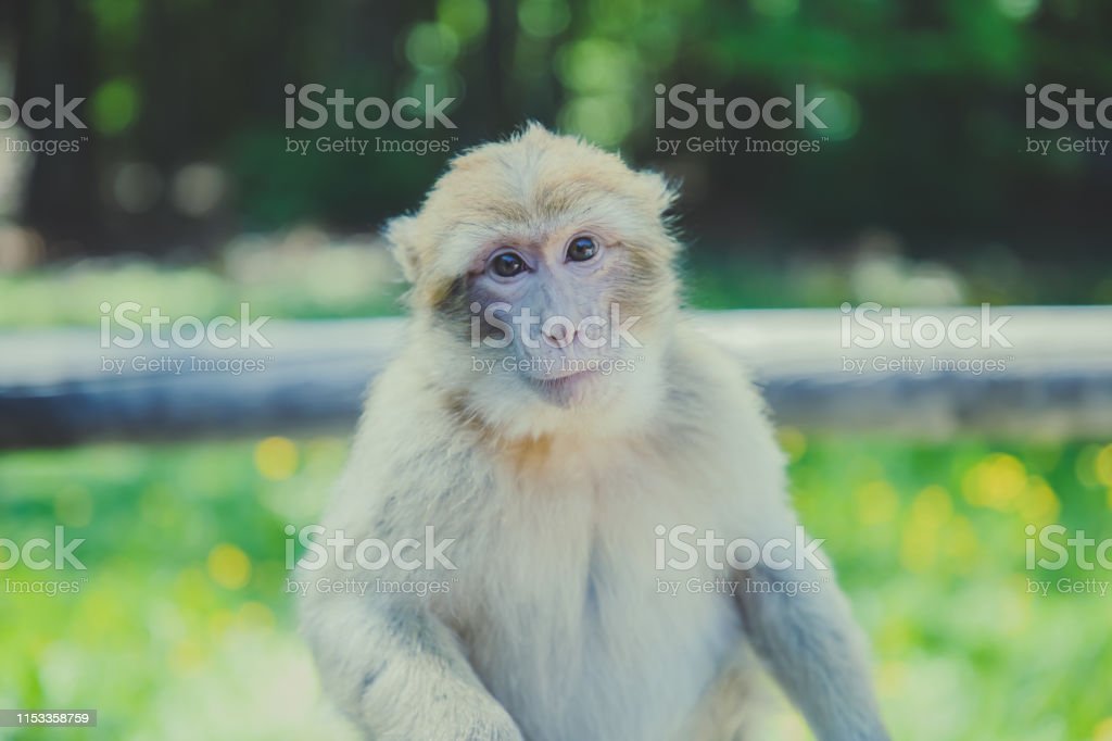 Detail Monkey Pic Download Nomer 37