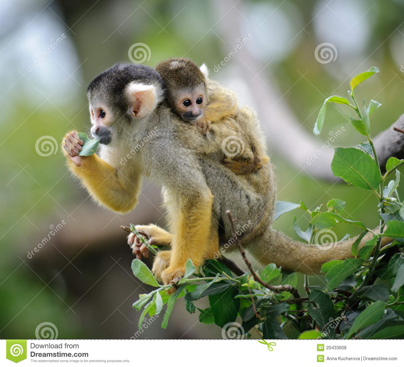 Detail Monkey Pic Download Nomer 43