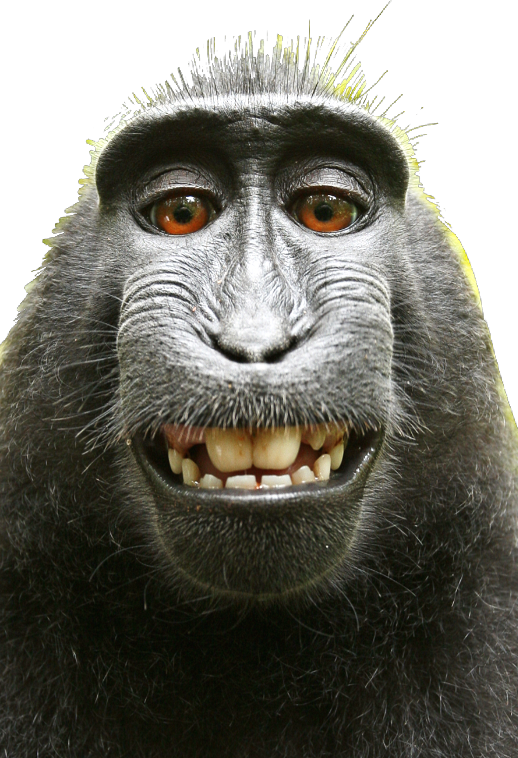 Detail Monkey Pic Download Nomer 52