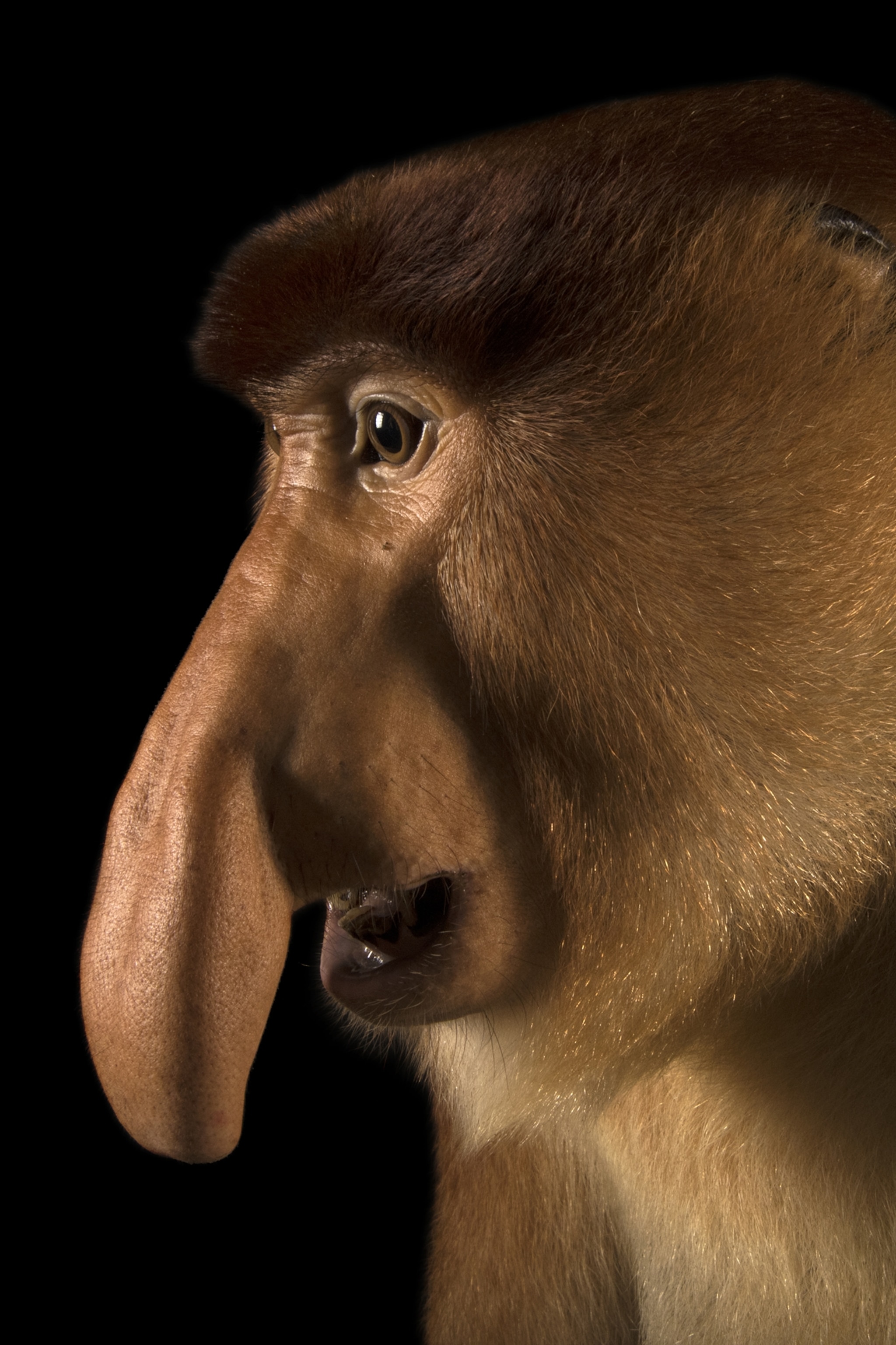 Detail Monkey Pics Nomer 11