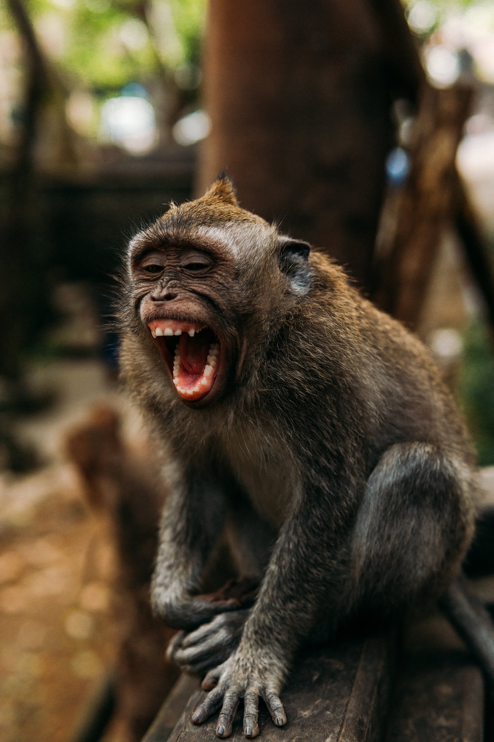 Detail Monkey Pics Nomer 13