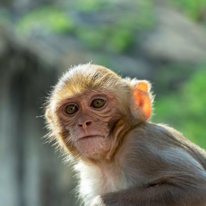 Detail Monkey Pics Nomer 14