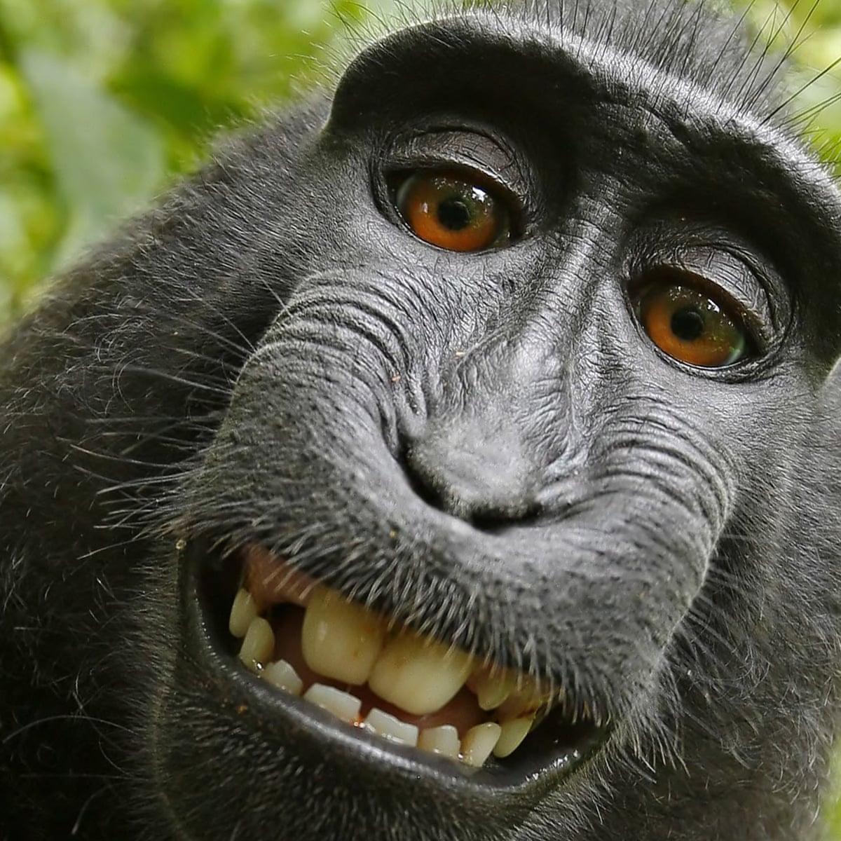 Detail Monkey Pics Nomer 15