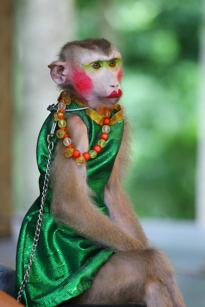 Detail Monkey Pics Nomer 16