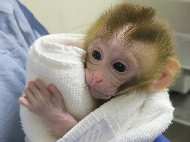 Detail Monkey Pics Nomer 20