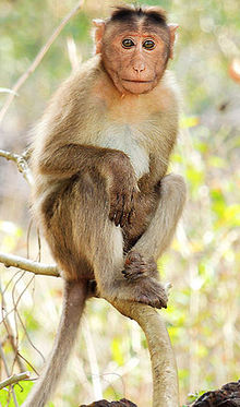 Detail Monkey Pics Nomer 3
