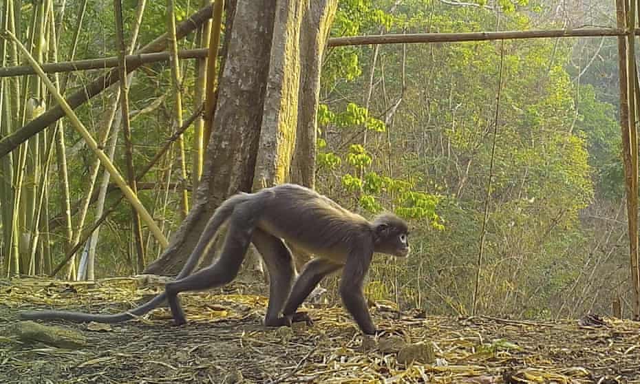 Detail Monkey Pics Nomer 28