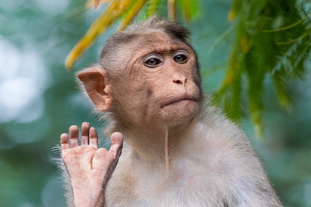 Detail Monkey Pics Nomer 4