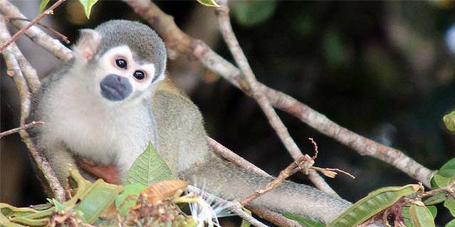 Detail Monkey Pics Nomer 30