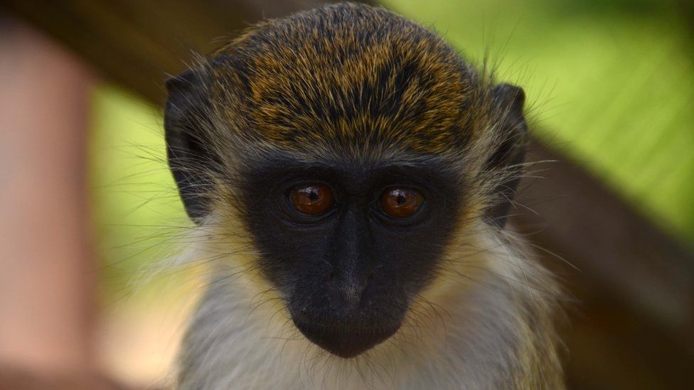 Detail Monkey Pics Nomer 32
