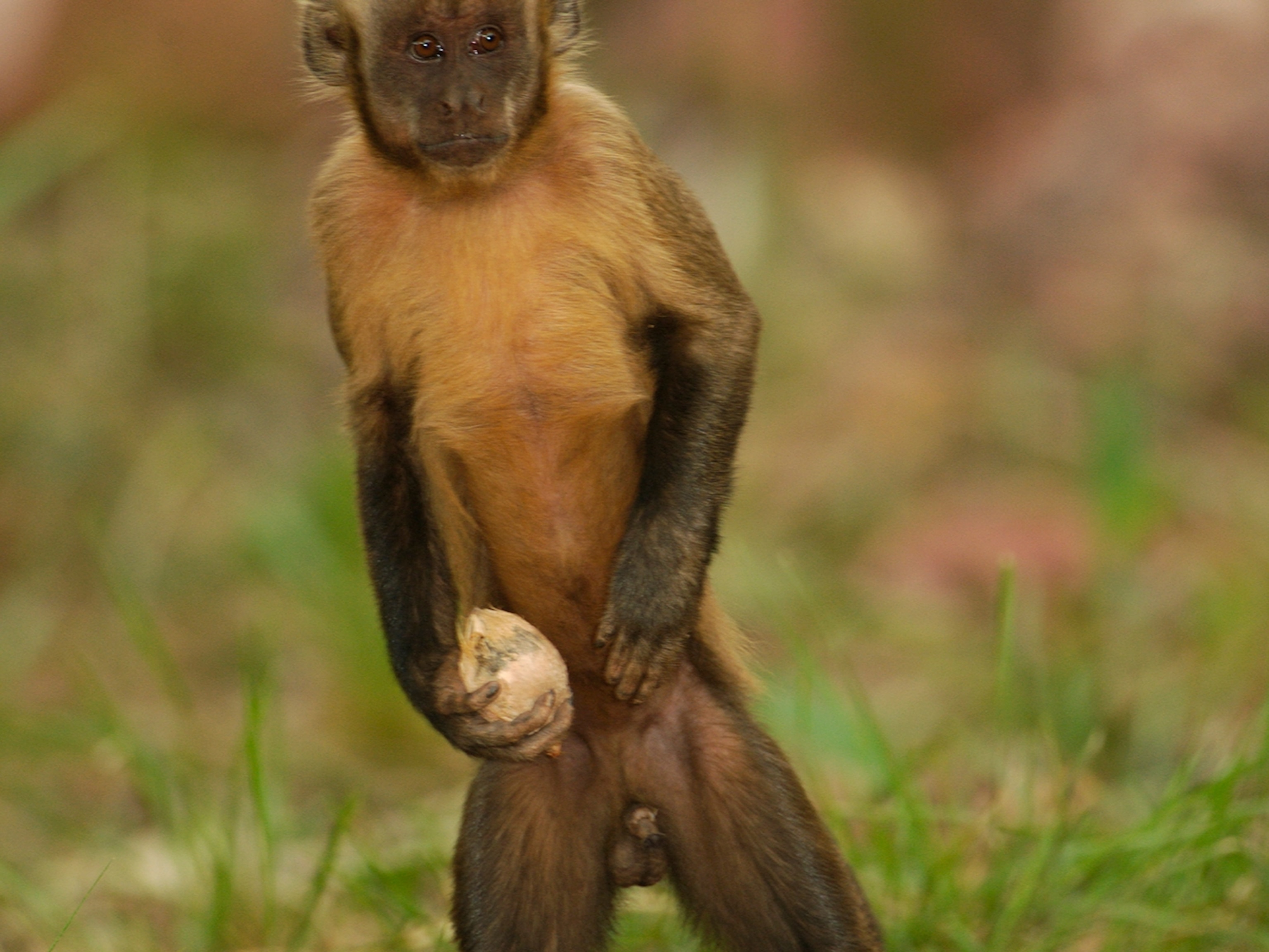 Detail Monkey Pics Nomer 33
