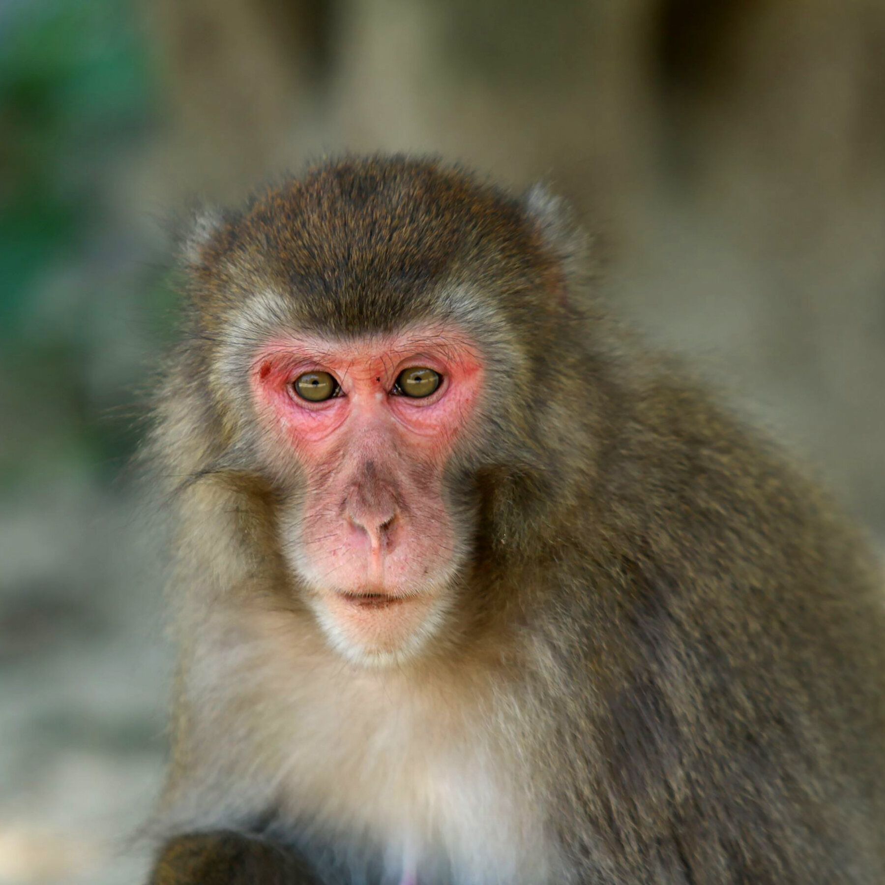 Detail Monkey Pics Nomer 37