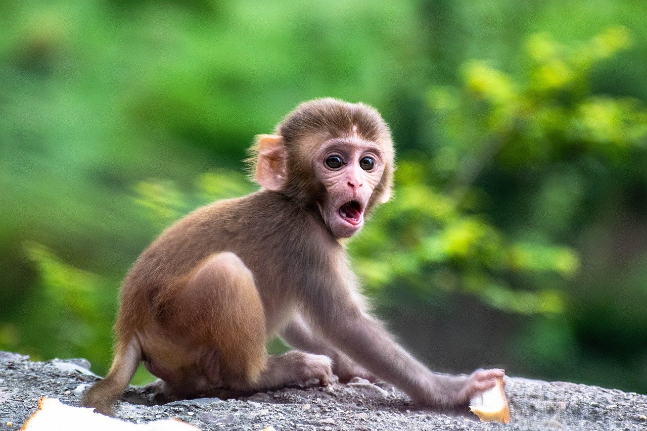 Detail Monkey Pics Nomer 5