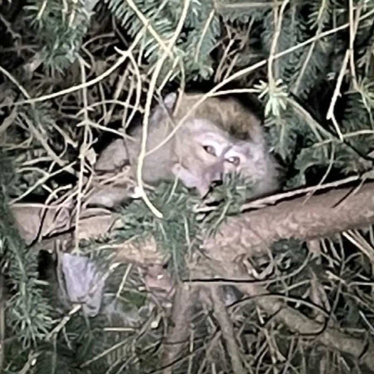 Detail Monkey Pics Nomer 40