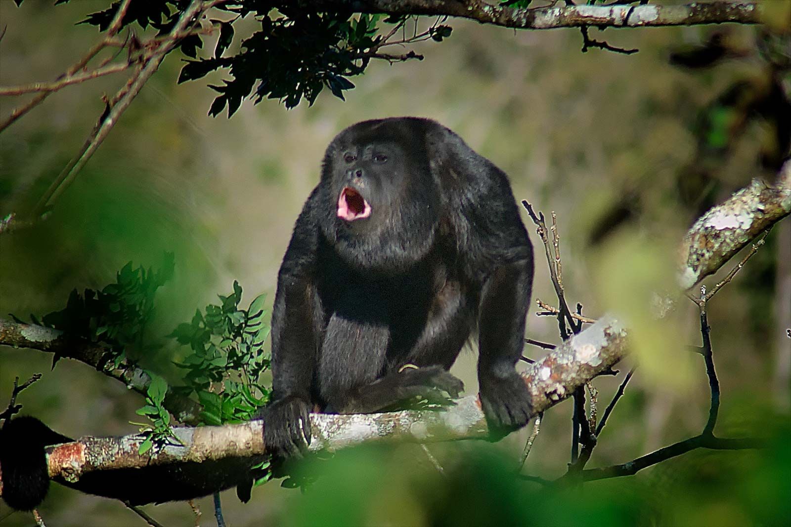 Detail Monkey Pics Nomer 41