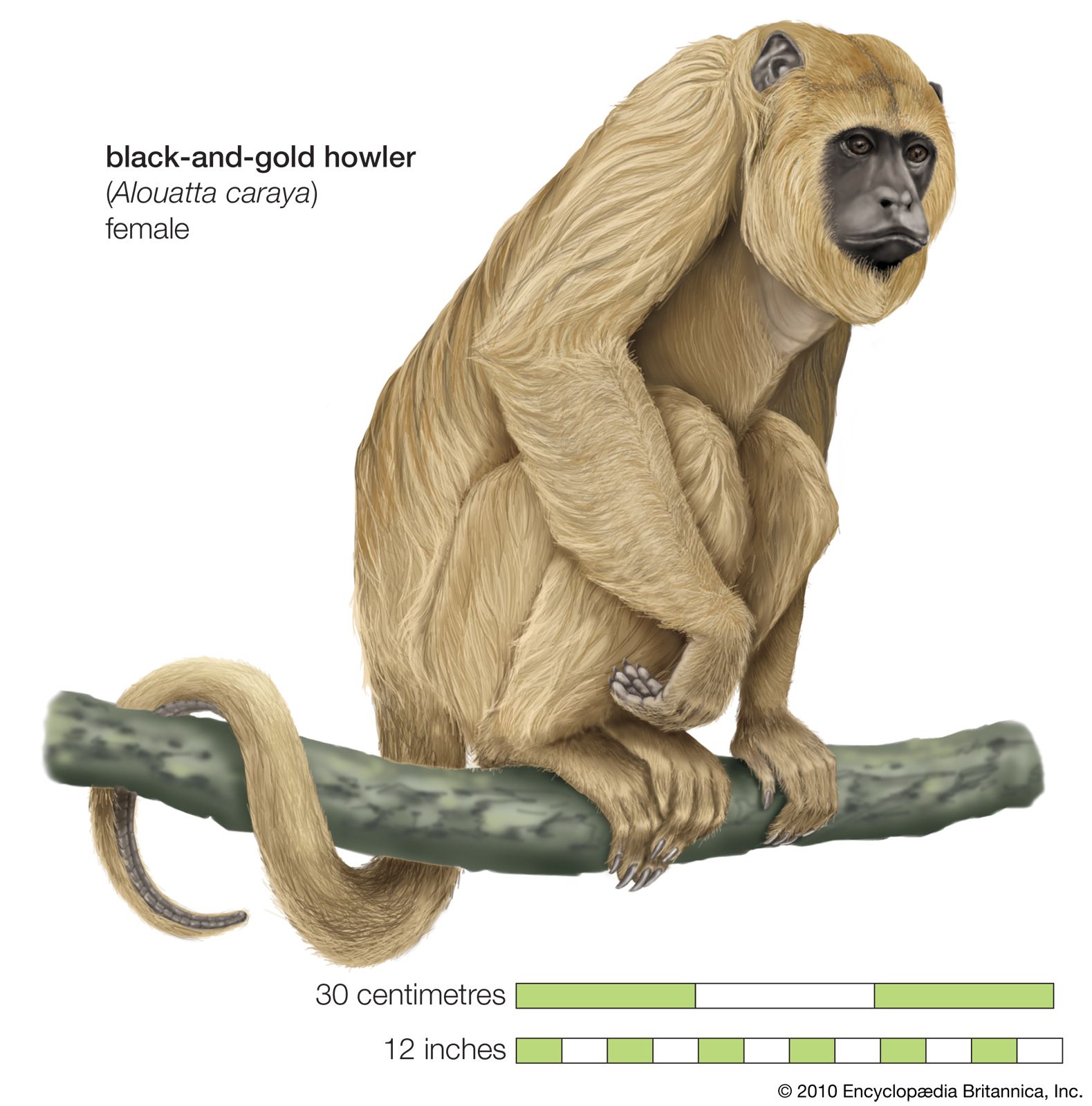 Detail Monkey Pics Nomer 43