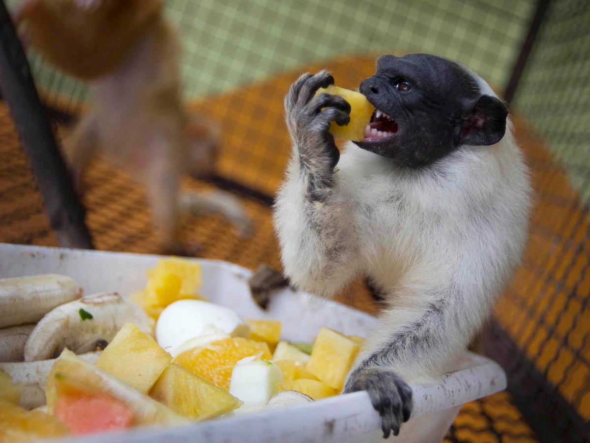 Detail Monkey Pics Nomer 44