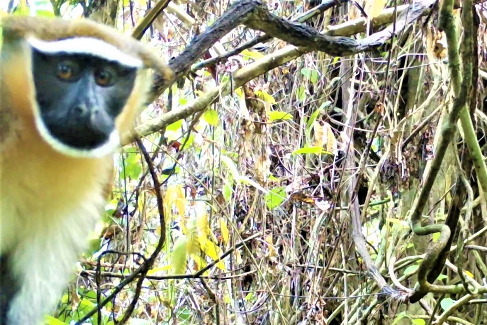 Detail Monkey Pics Nomer 45