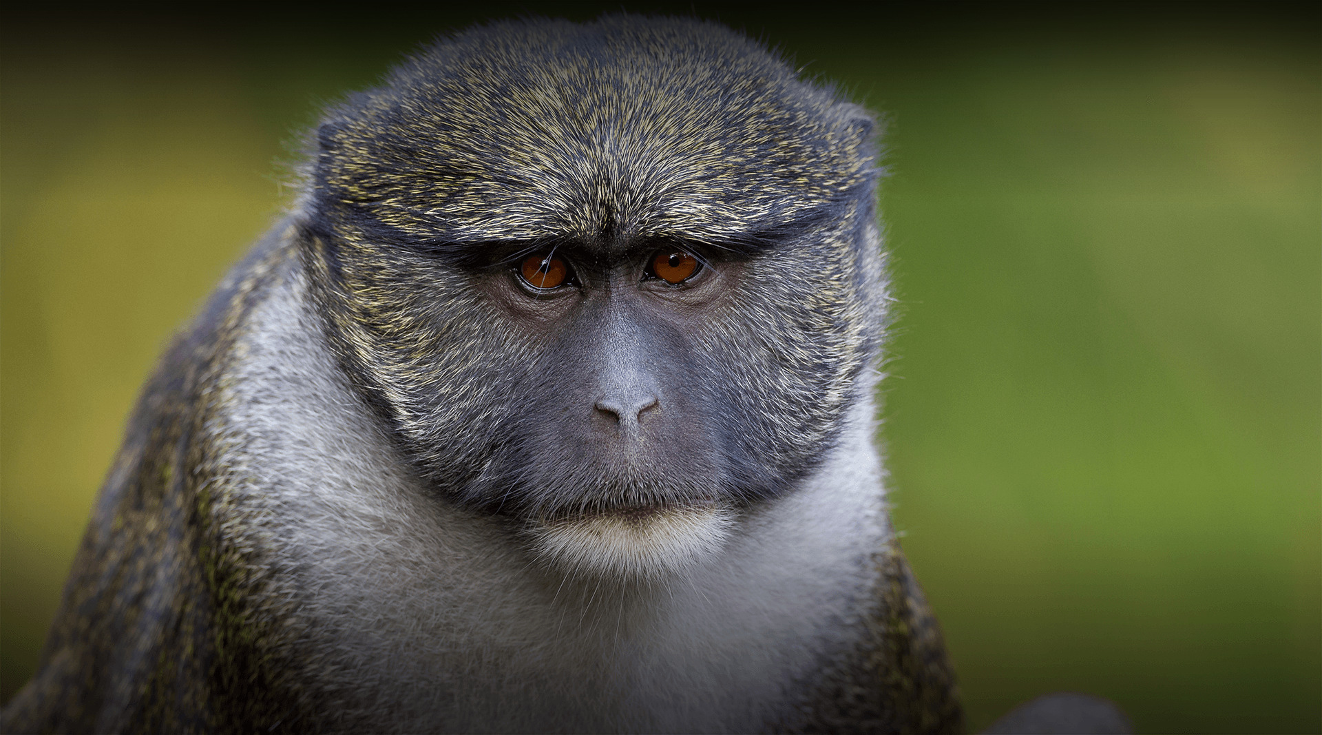 Detail Monkey Pics Nomer 46