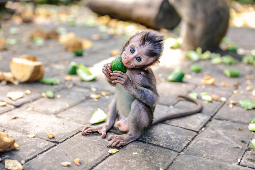 Detail Monkey Pics Nomer 48