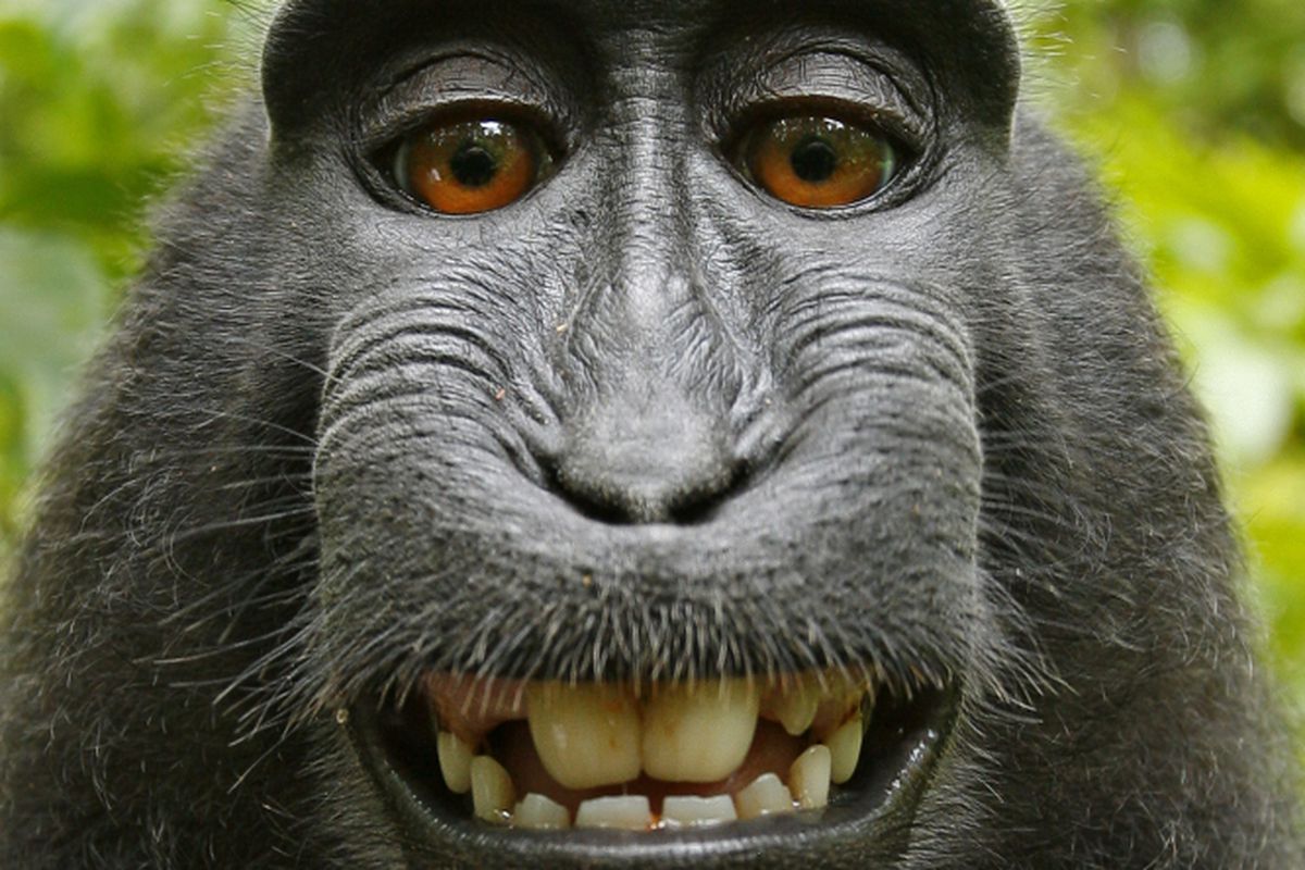 Detail Monkey Pics Nomer 6