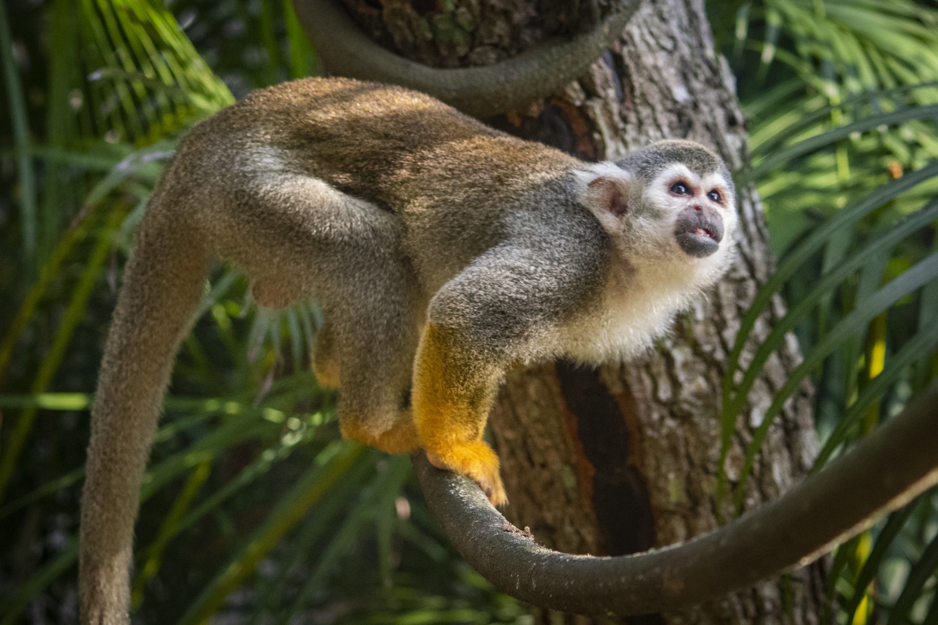 Detail Monkey Pics Nomer 51