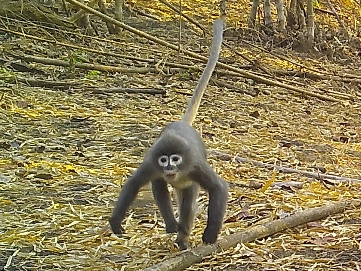 Detail Monkey Pics Nomer 58