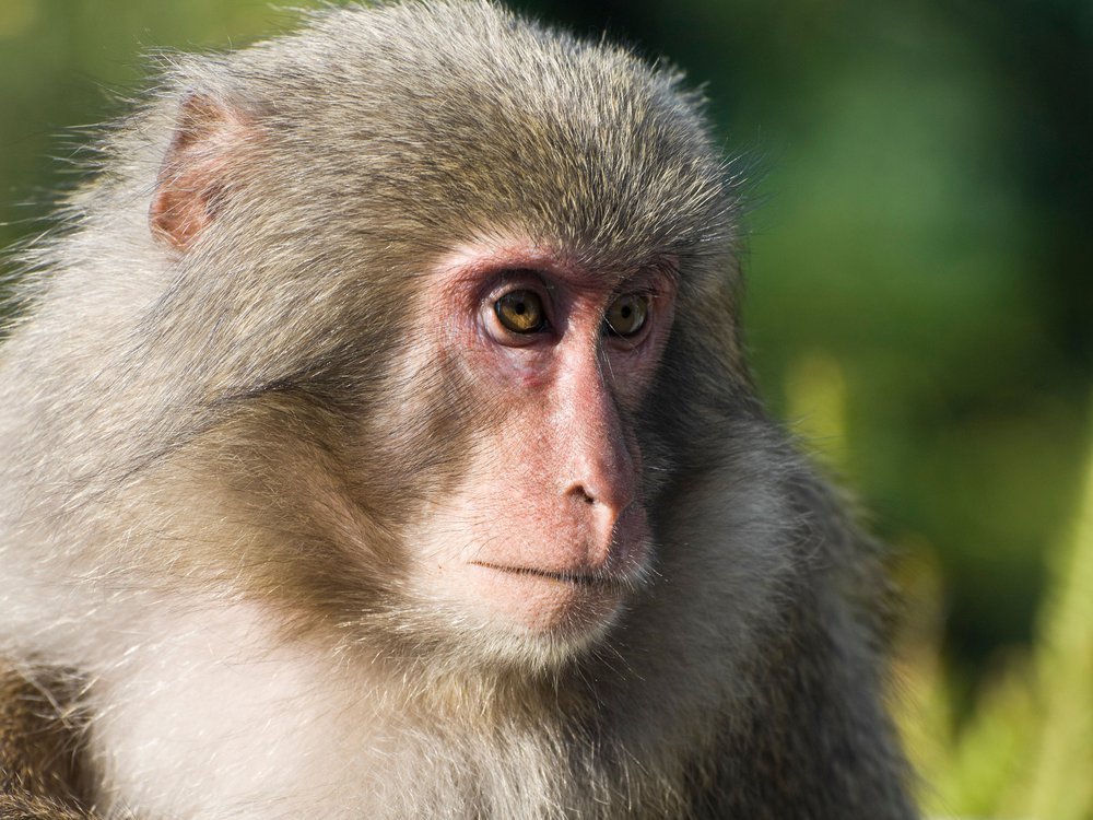 Detail Monkey Pics Nomer 7