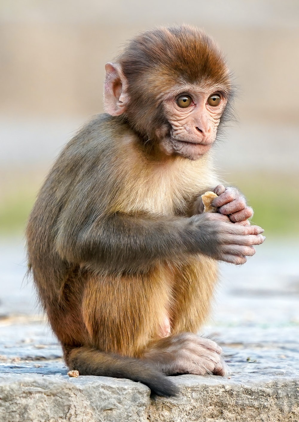 Detail Monkey Pics Nomer 10