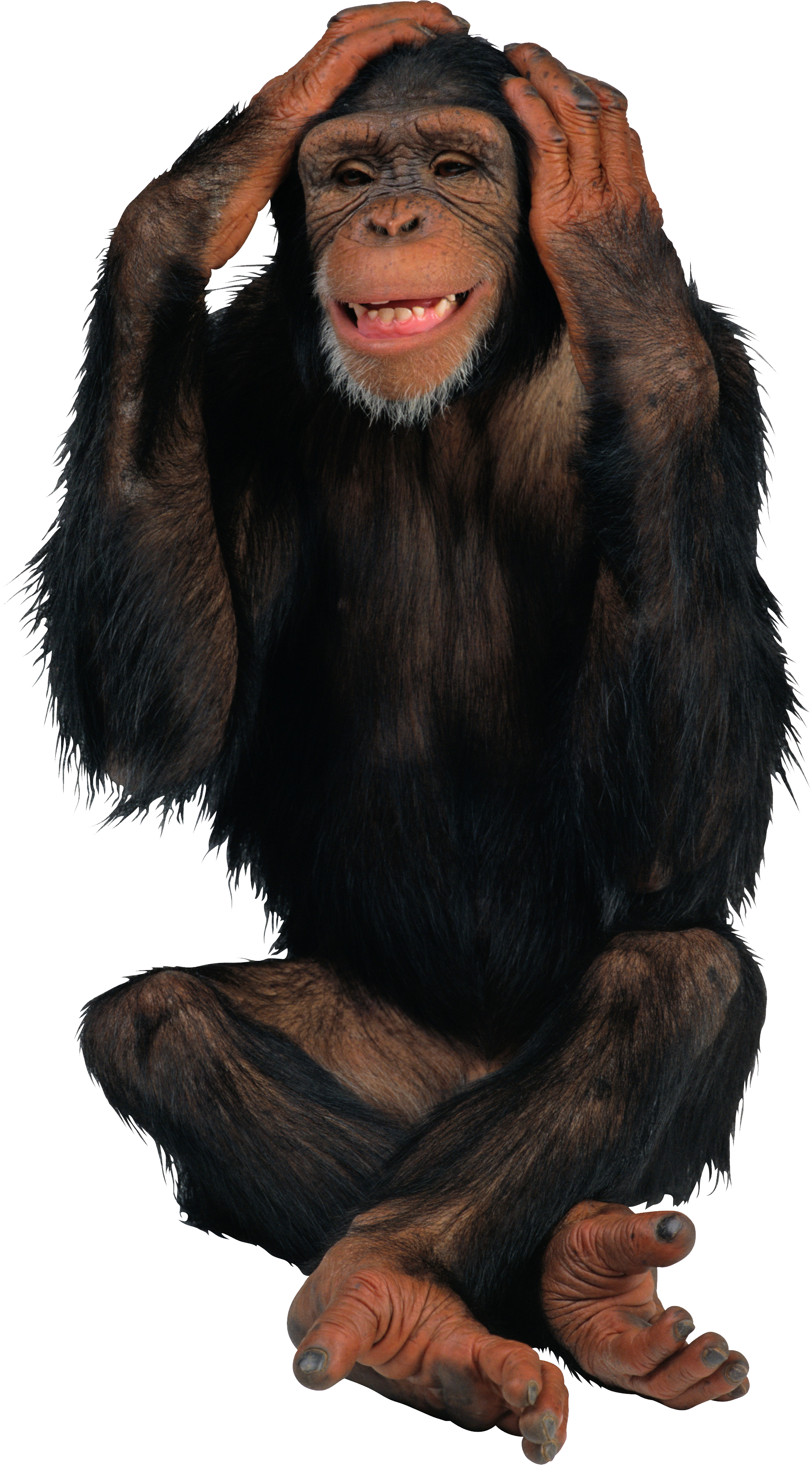 Monkey Png Image - KibrisPDR