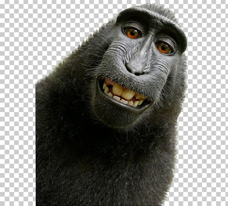 Detail Monkey Png Image Nomer 31