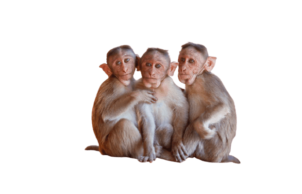 Detail Monkey Png Image Nomer 42