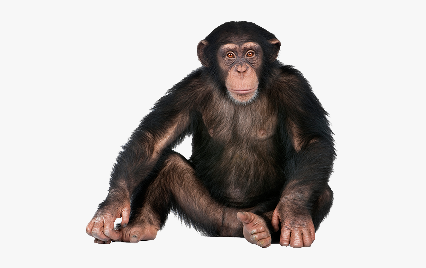 Detail Monkey Png Image Nomer 8