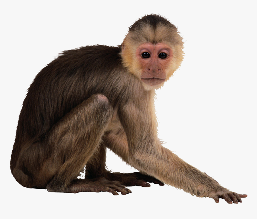 Detail Monkey Png Transparent Nomer 20