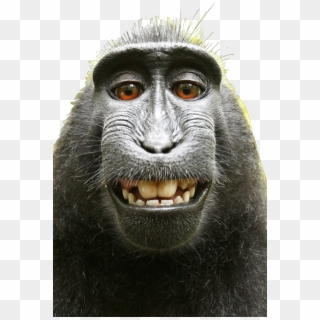 Detail Monkey Png Transparent Nomer 32