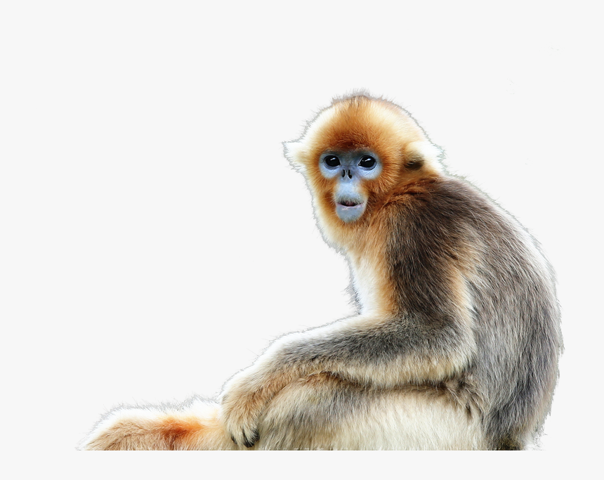 Detail Monkey Png Transparent Nomer 35