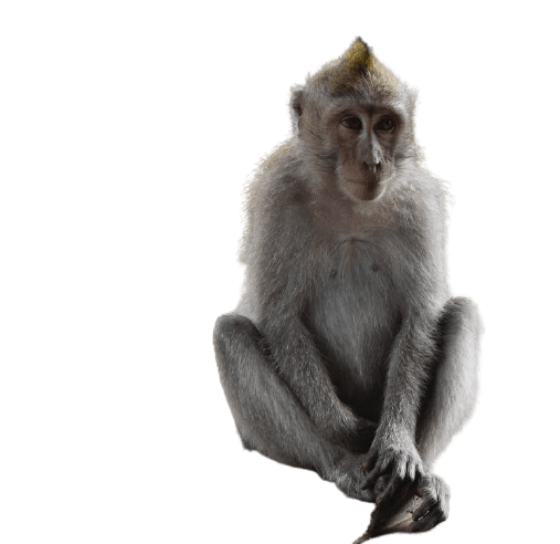 Detail Monkey Png Transparent Nomer 36