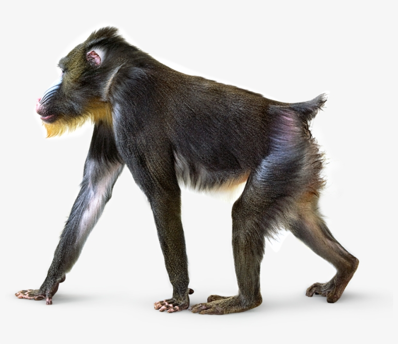 Detail Monkey Png Transparent Nomer 40