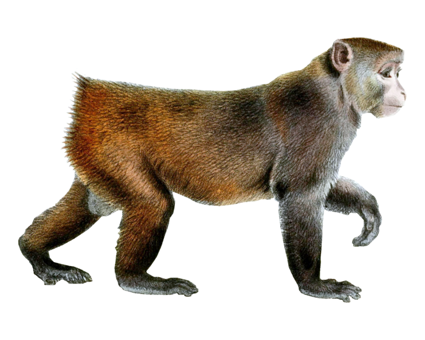 Detail Monkey Png Transparent Nomer 52