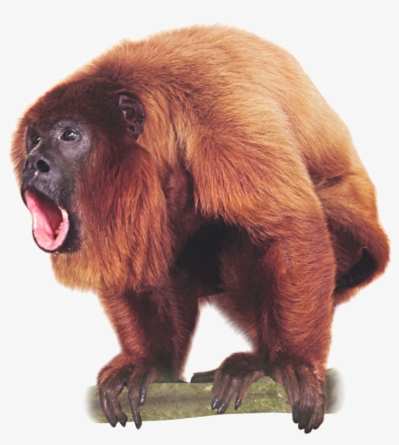 Detail Monkey Png Transparent Nomer 57