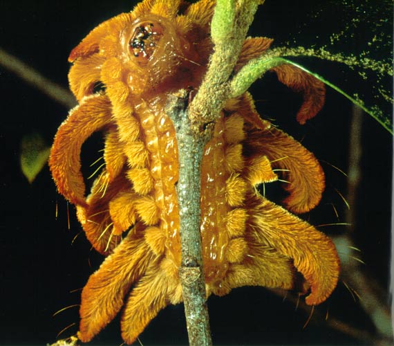 Detail Monkey Slug Caterpillar Information Nomer 37