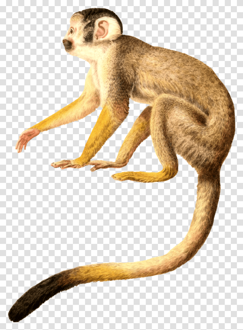 Detail Monkey Tail Png Nomer 21