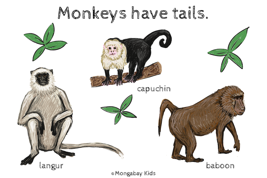 Detail Monkey Tail Png Nomer 44