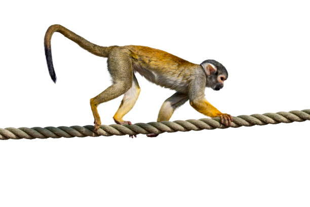 Detail Monkey Tail Png Nomer 6