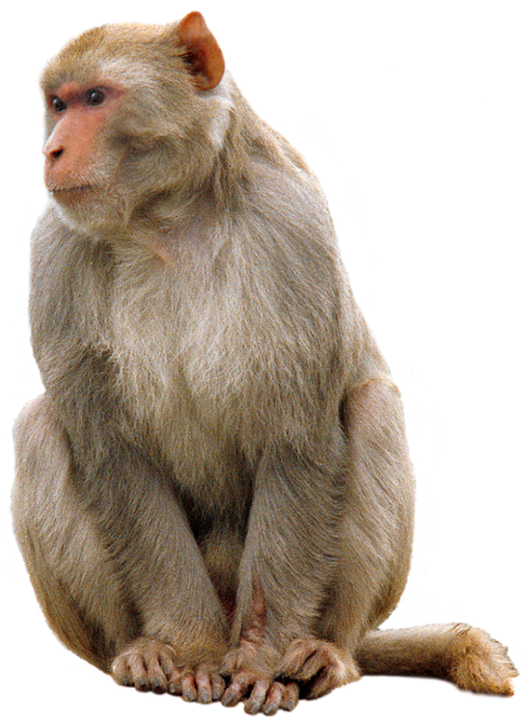 Detail Monkey Transparent Nomer 2